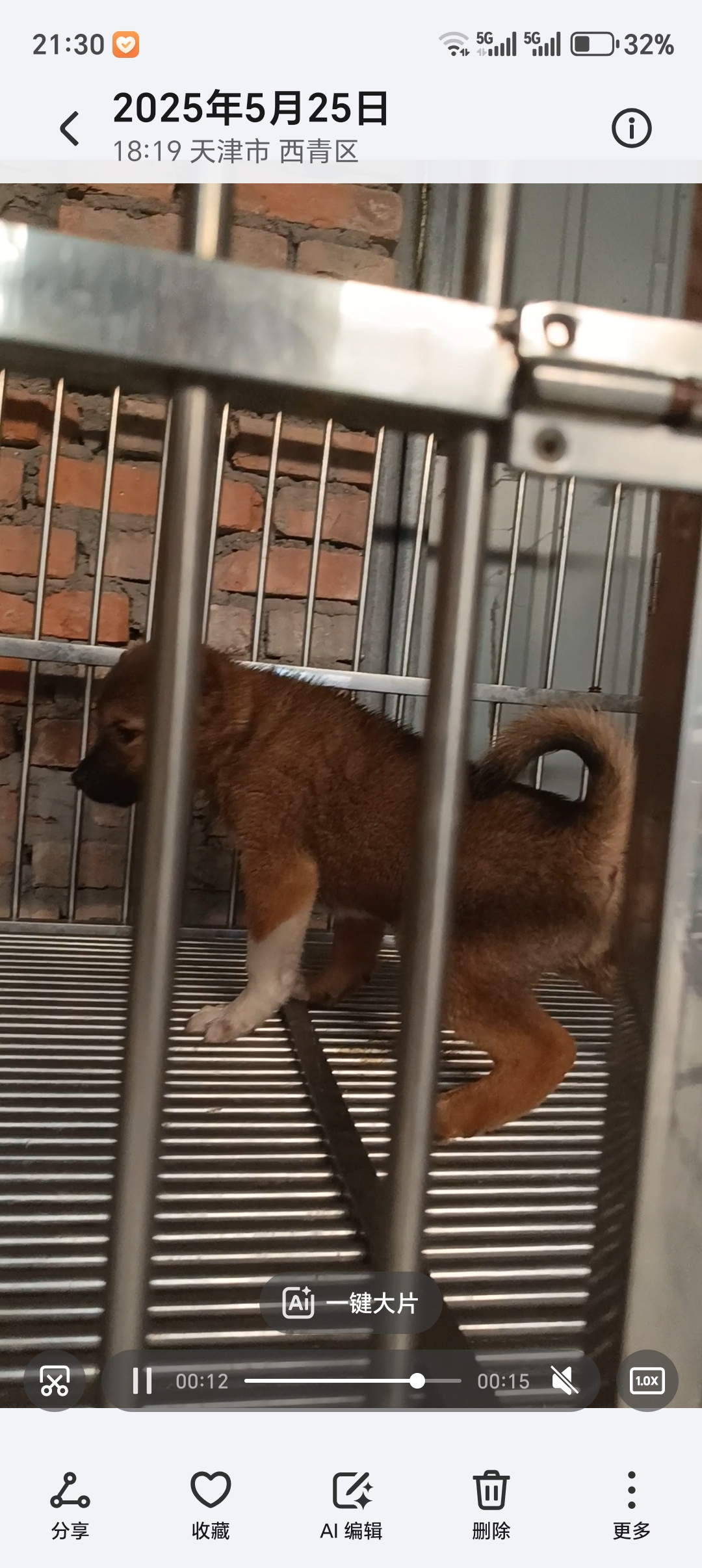 日本柴犬 灰柴